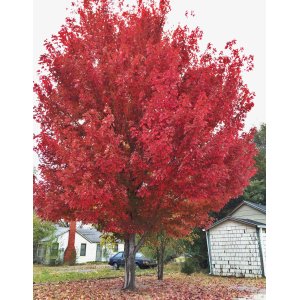 Javor freemanov (Acer freemanii) ´AUTUMN BLAZE´® - výška 250-300 cm, obvod kmeňa 6/8 cm, kont. C18L